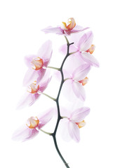 Pink spotted orchids isolated on white background