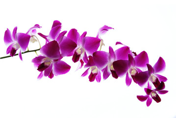 Branch of violet orchids isolated on white background