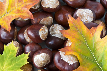 Kastanien mit Blatt