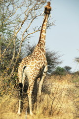 Giraffe in bush