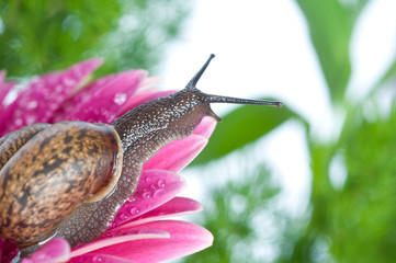 snail