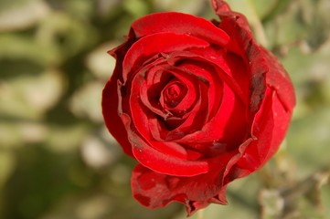 Beautiful Dark red rose