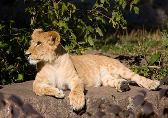 beautiful young lion