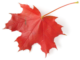 single maple leaf