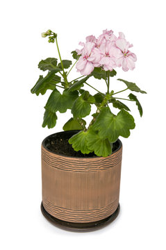 Pink geranium in a brown flowerpot.