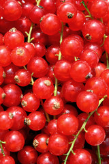 Johannisbeeren