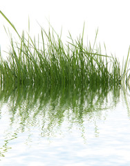 Obraz premium herbe étang