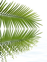 Fototapeta na wymiar feuille palmier fond blanc