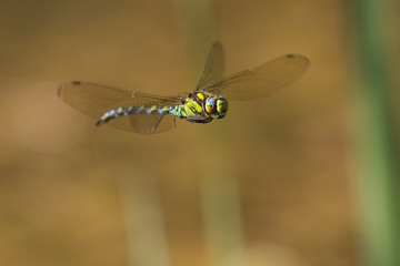 Mosaikjungfer im Flug