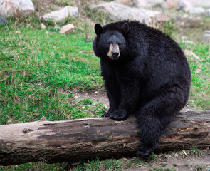 Plakat Amerykański Black Bear Siedząc na pniu drzewa