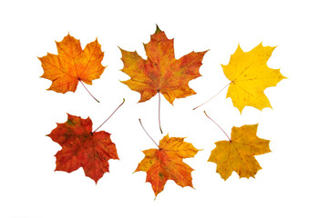 Obraz premium dry maple leaf