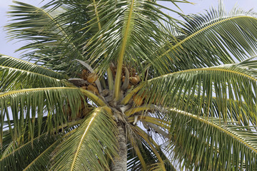 Obraz premium Palm tree leaves and Coconuts