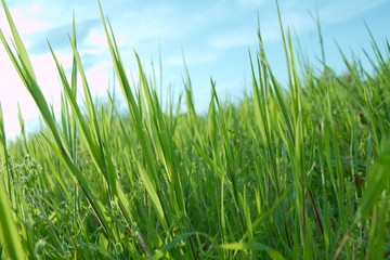 Grass