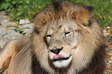 Crinière au parc de la tete d'or