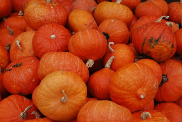 Kürbisse