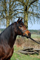 Araber Portrait