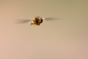 Schwebfliege frontal im Flug