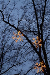 Impressionen vom Weihnachtsmarkt