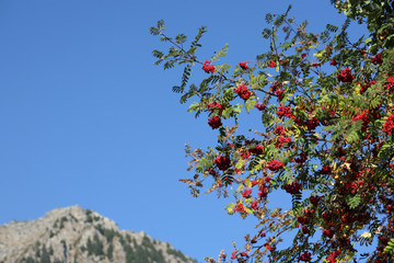 Vogelbeeren (Eberesche)