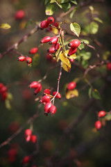 Obraz premium Hagebutten