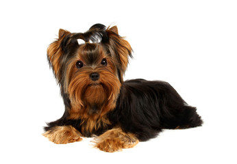 Young Yorkshire Terrier isolated on the white background