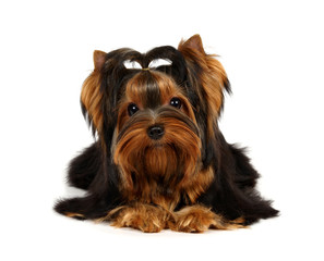 Young Yorkshire Terrier isolated on the white background