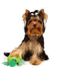 Young Yorkshire Terrier with smiling frog toy