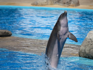 Obraz premium happy dolphin jumping out of the water