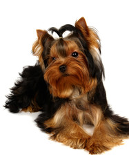 Young Yorkshire Terrier isolated on the white background