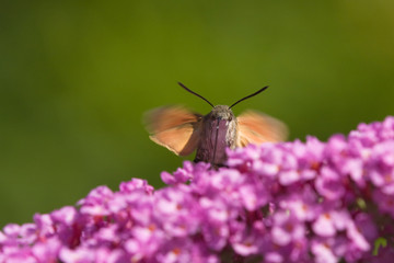 flatterndes Taubenschwänzchen