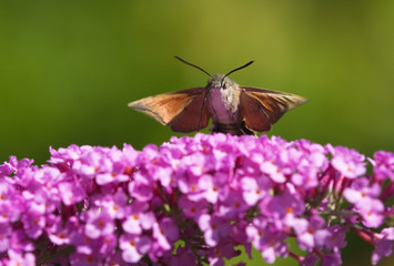 Taubenschwänzchen frontal © Christian Müller