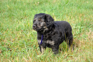 Golden Retriever Mischling Welpe