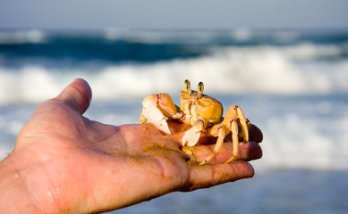 ghost crab on hand