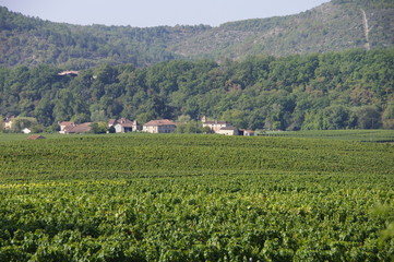Fototapeta na wymiar vigne du quercy