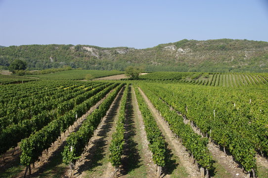 Vigne de Cahors