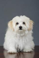 maltese dog sitting in front of grey background