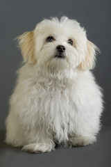 maltese dog sitting