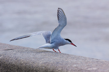 Flying on Seagull