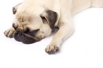 A pouting pug, isolated on white