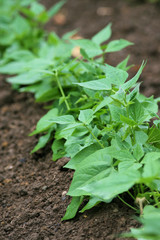 plants d'haricots verts