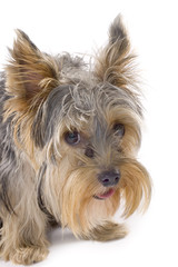 purebred dog (Yorkshire terrier) isolated on white