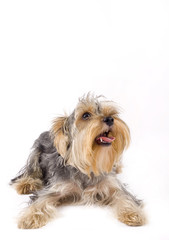 puppy looking at something with mouth open