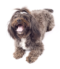 Portrait of a havanese dog