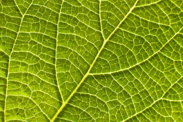 Green leaf texture