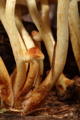 Pilze