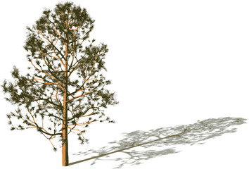 Silhouette tree with shadow.