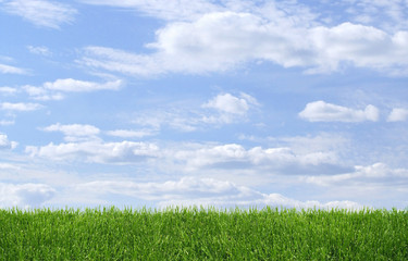 Green grass growing on blue sky background,wide