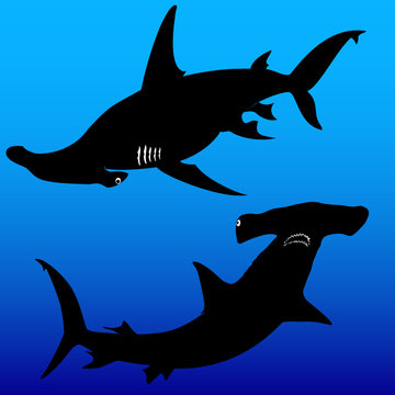 black hammerhead sharks swimming underwater clip art preview
