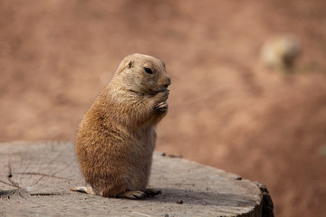 Naklejka na ściany i meble marmot eating