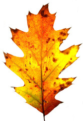 autumn leaf